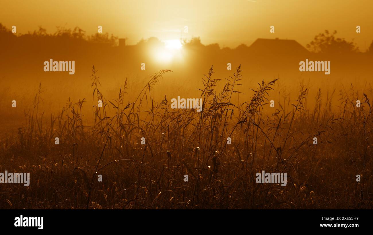 Silhouette tiges au lever du soleil dans le matin brumeux, Sombor, Voïvodine, Serbie Banque D'Images