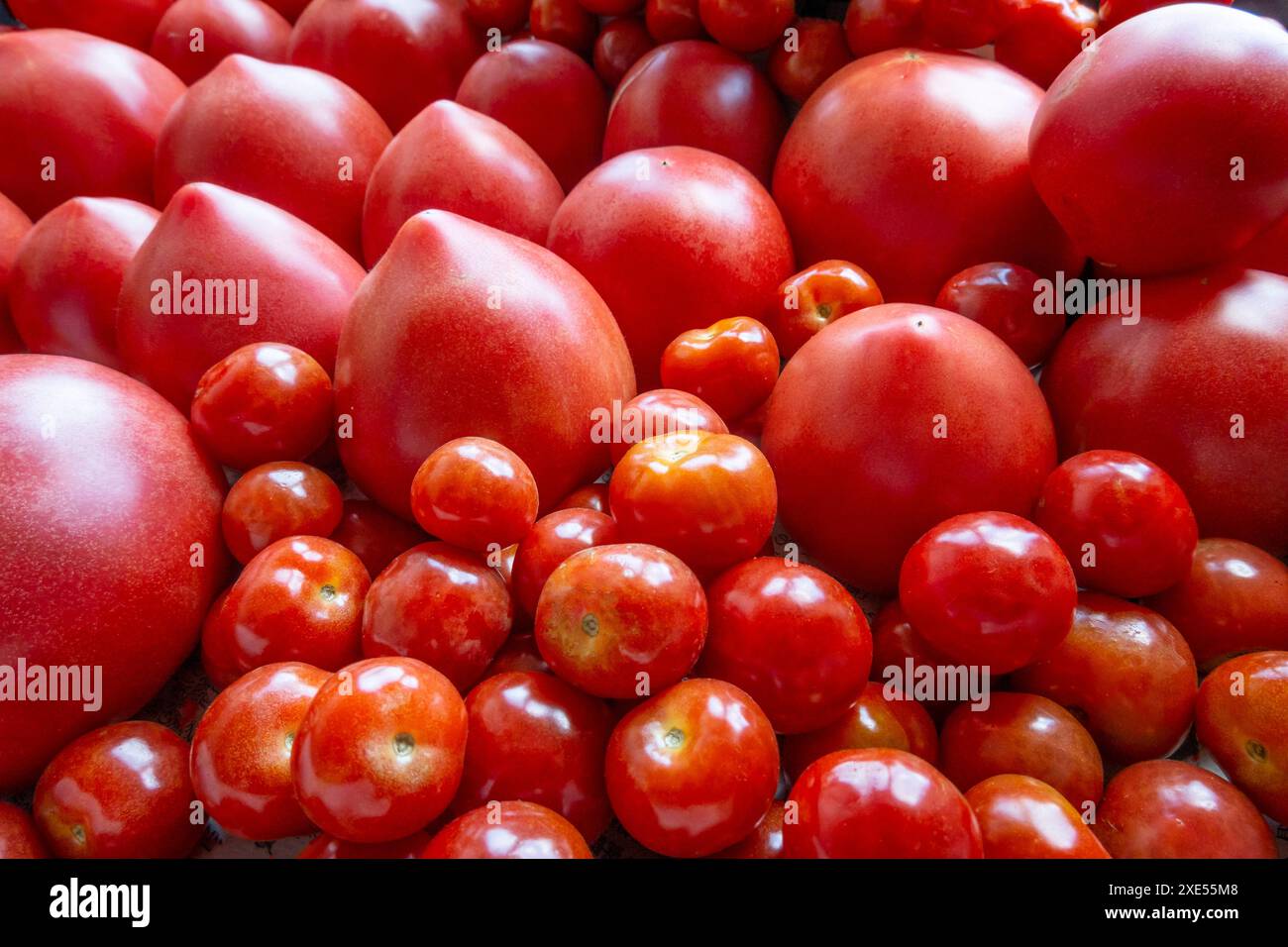 Tomates récoltées et mini-tomates Banque D'Images