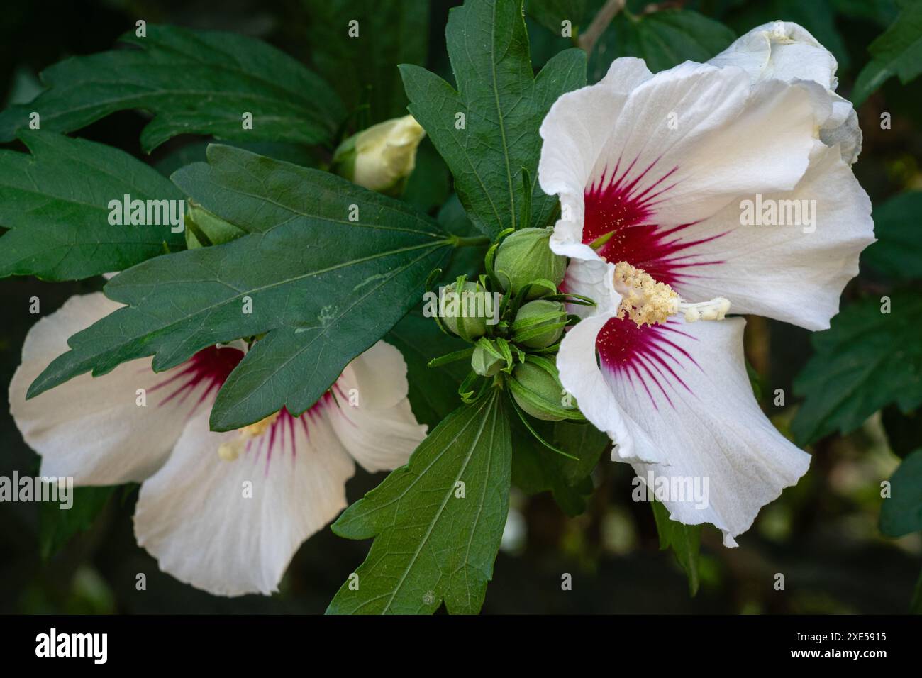 Gros plan sur les fleurs colorées blanches et rouges et les bourgeons d'hibiscus syriacus aka arbuste althea ou mauve rose fleurissant à l'extérieur dans le jardin Banque D'Images