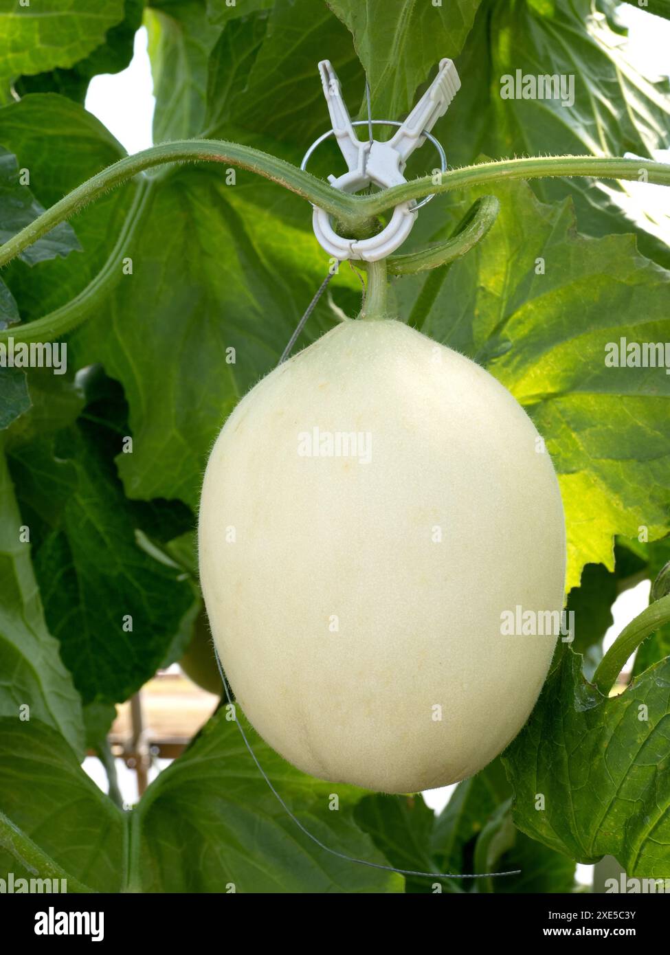 Culture domestique de melons Banque D'Images