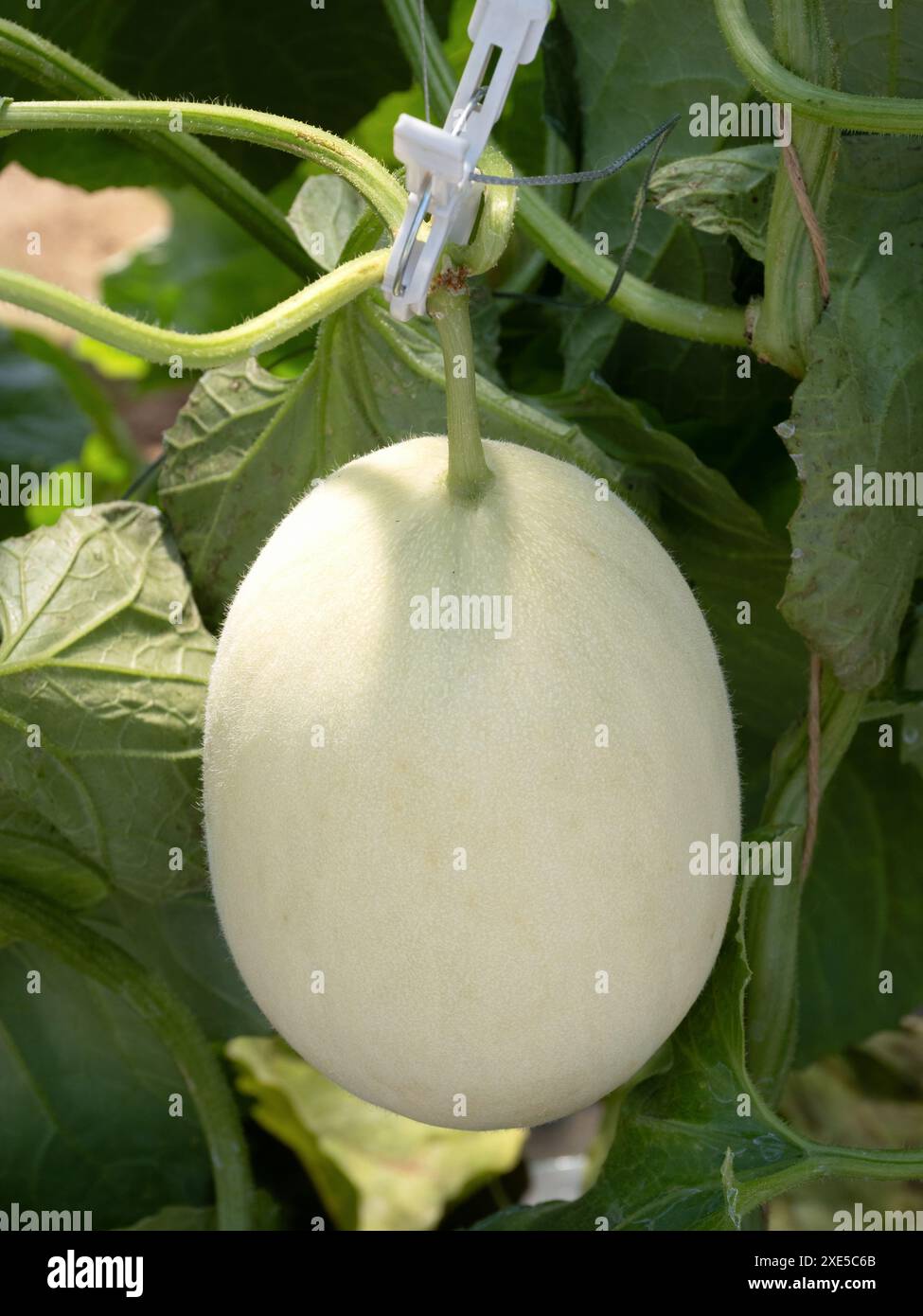 Culture domestique de melons Banque D'Images