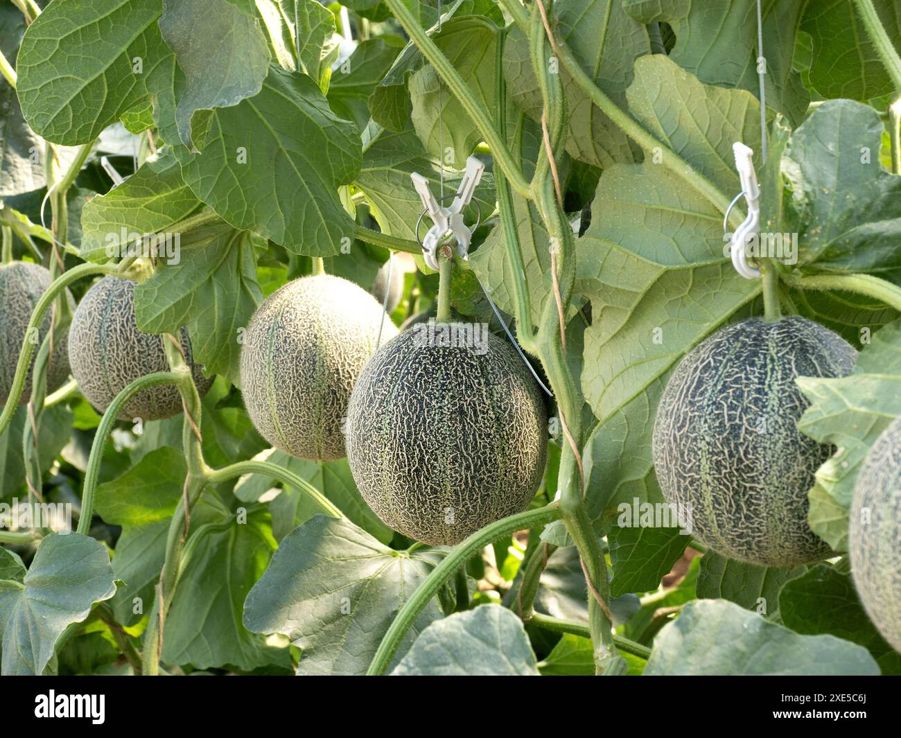 Culture domestique de melons Banque D'Images