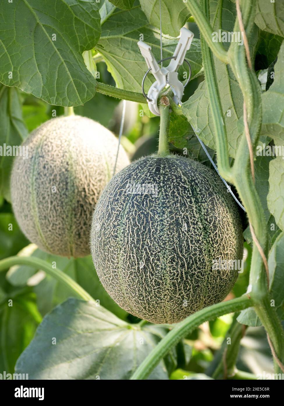 Culture domestique de melons Banque D'Images