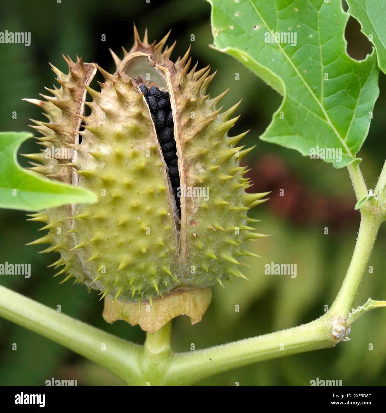 Datura, mauvaise herbe jimson Banque D'Images