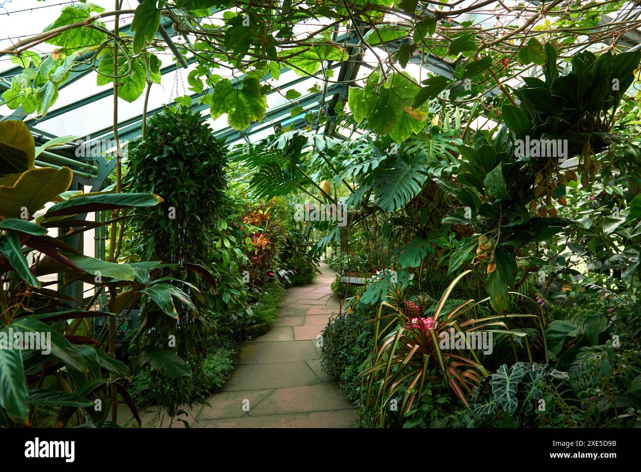 Enchantement de l'écosystème amazonien : merveilles de la nature dans la serre botanique. Forêt tropicale botanique Marvel : exploration de l'Amazonie Banque D'Images