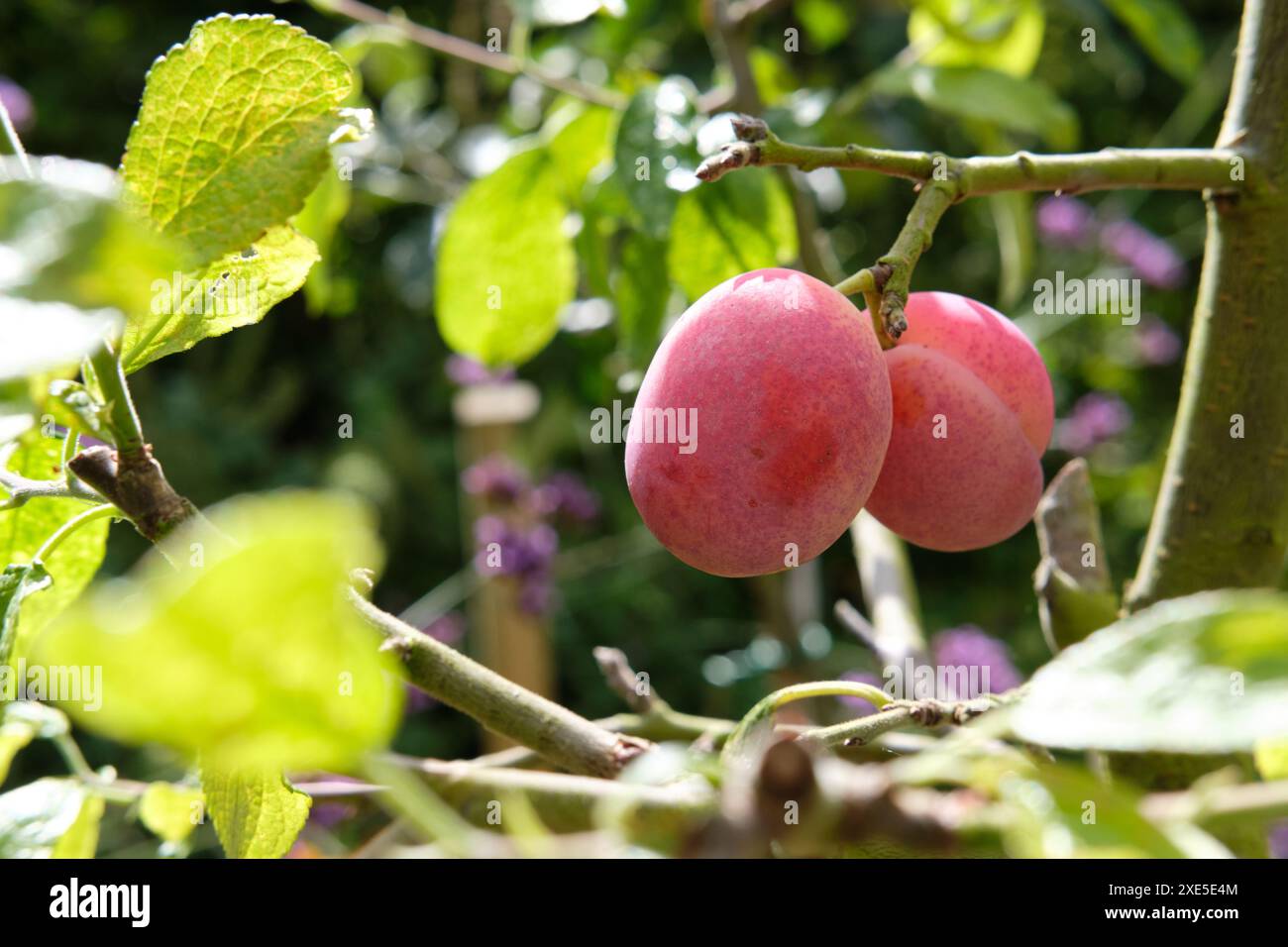 Maturation des prunes poussant sur un prunier dans un jardin fruitier et potager, Royaume-Uni. Banque D'Images