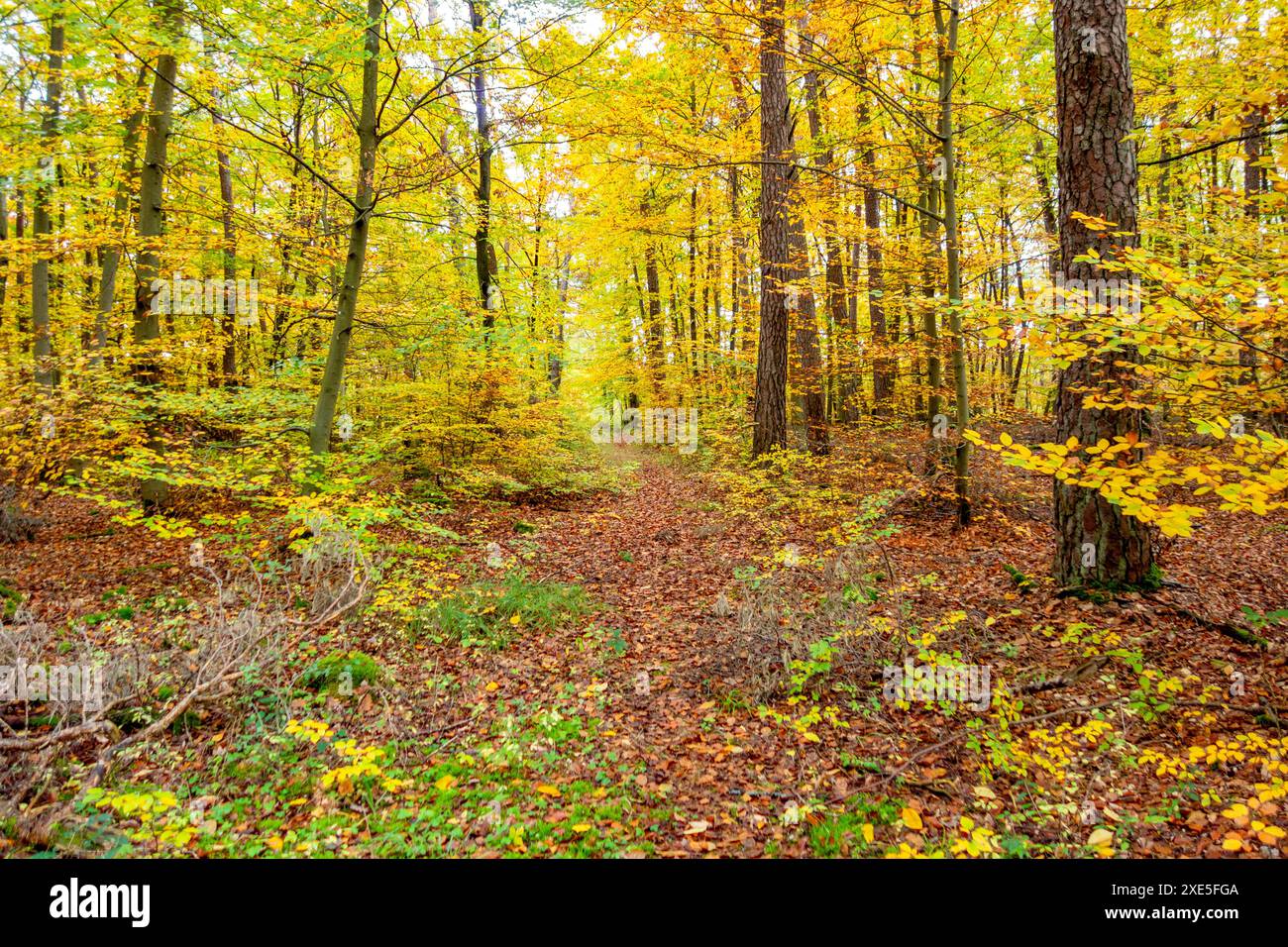 Paysage coloré de forêt d'automne vu autour de Hardheim, une municipalité dans le district de Neckar-Odenwald-Kreis dans le Bade-Wuerttemberg, Allemagne Banque D'Images
