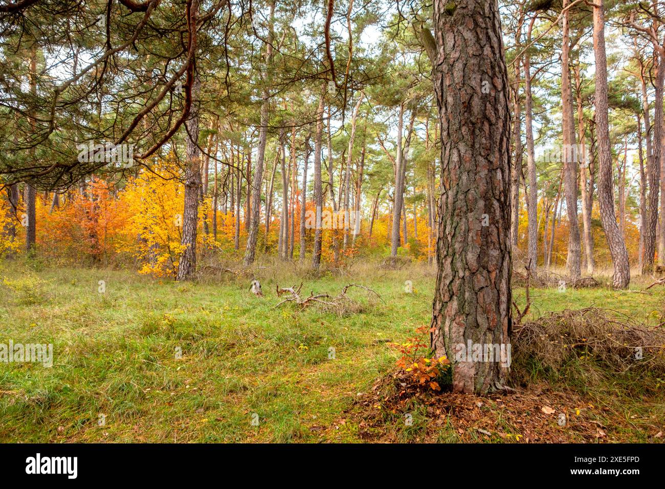 Paysage coloré de forêt d'automne vu autour de Hardheim, une municipalité dans le district de Neckar-Odenwald-Kreis dans le Bade-Wuerttemberg, Allemagne Banque D'Images