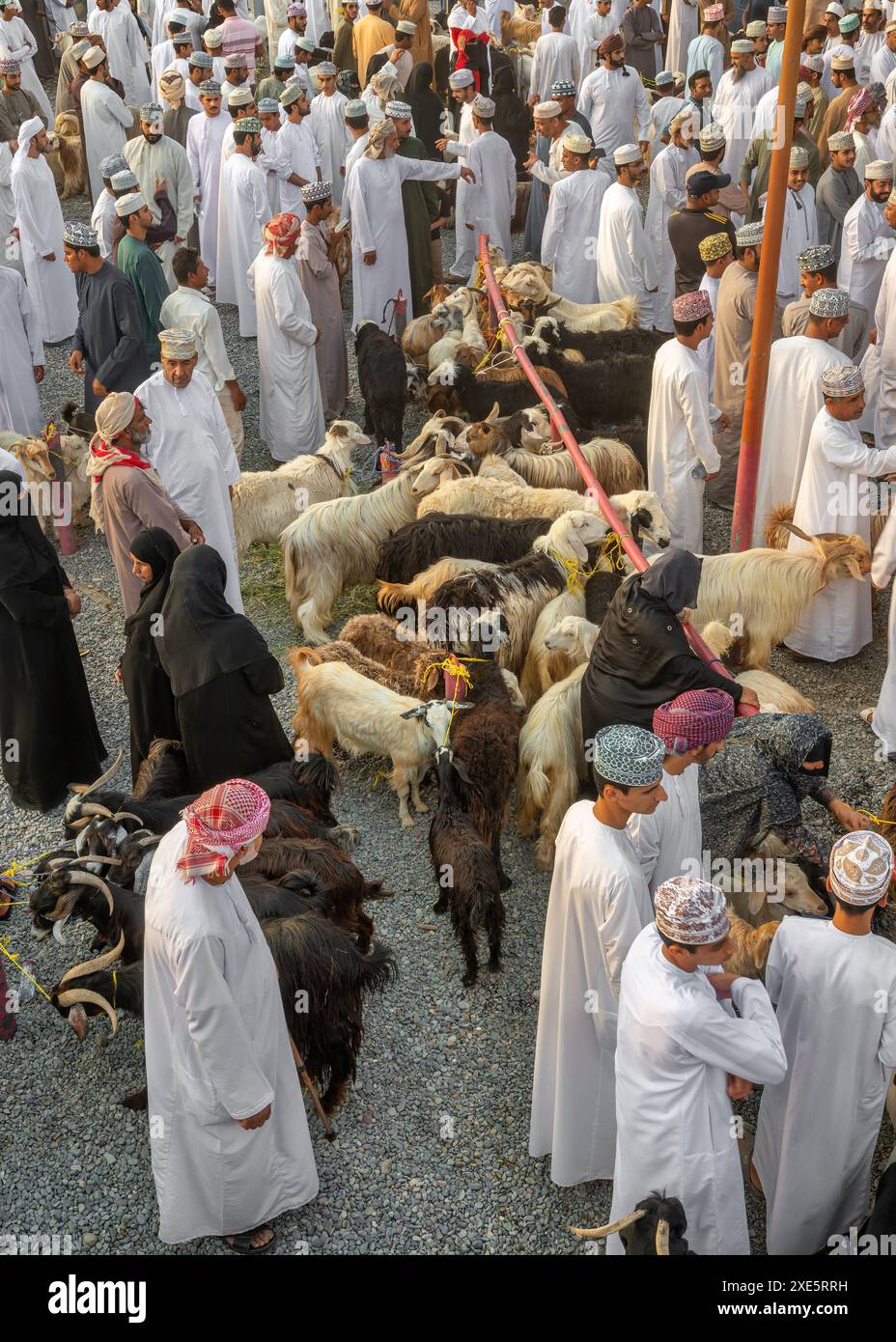 Marché traditionnel aux bovins dans le souk de Nizwa. Vendredi matin, les gens se rassemblent au marché de Nizwa avant l'Aïd. Aussi connu comme marché du vendredi et souq hapta. Banque D'Images