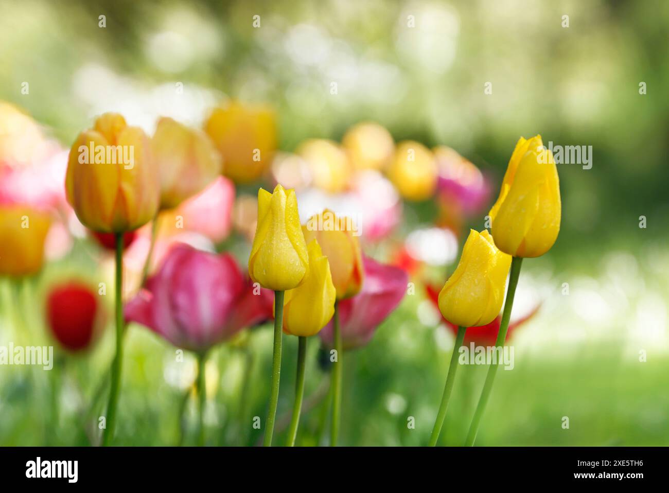 Tulipes, jardin, couleurs de printemps légères Banque D'Images