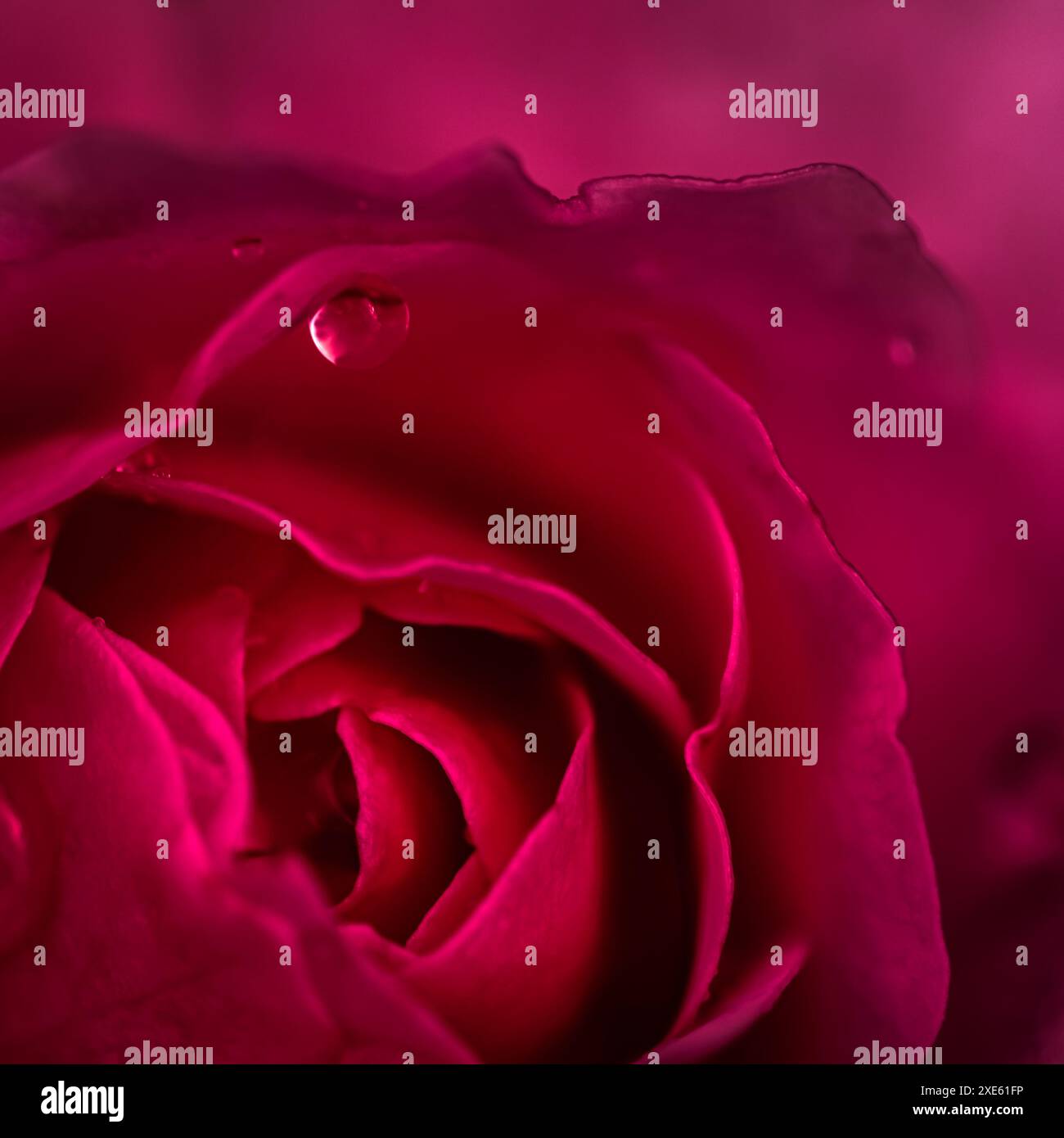 Fond de roses rouges avec des gouttes de rosée. Macro fleurs en toile de fond pour la conception de vacances Banque D'Images