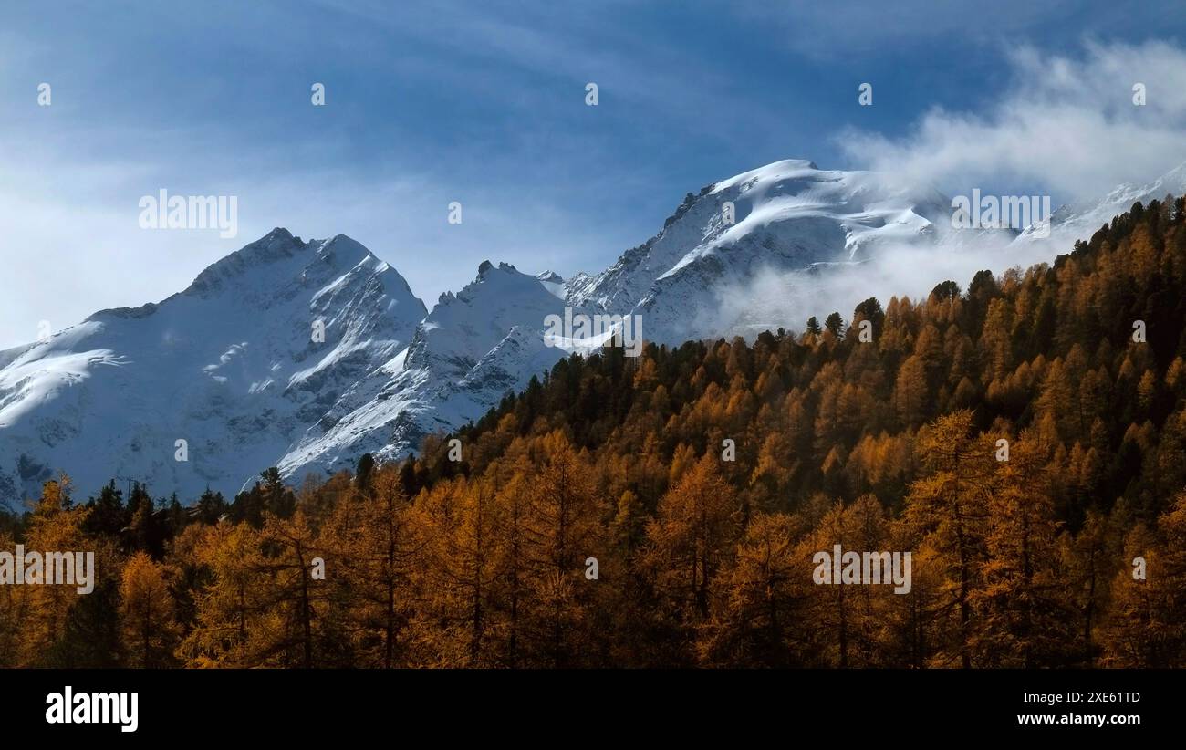 Mélèzes aux couleurs d'automne Banque D'Images