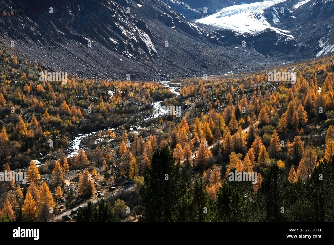 Mélèzes aux couleurs d'automne Banque D'Images