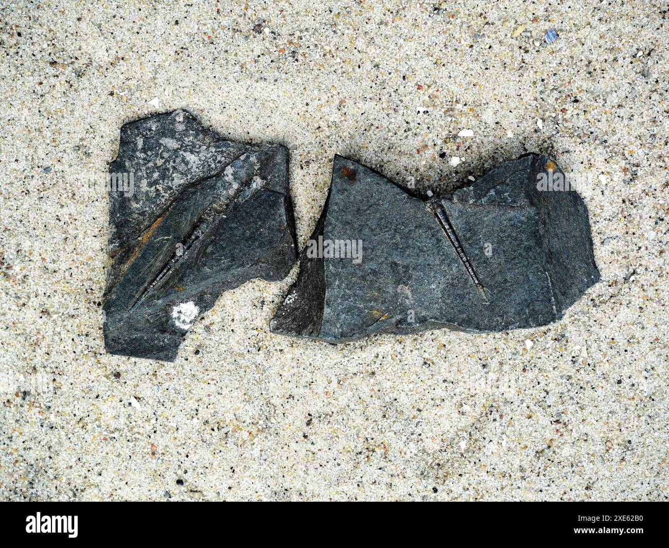 Les crinoïdes fossiles dans l'ardoise du Harz offrent un aperçu de l'histoire marine, sont importants pour la recherche et l'éducation, et sont soumis à des réglementations légales. Banque D'Images