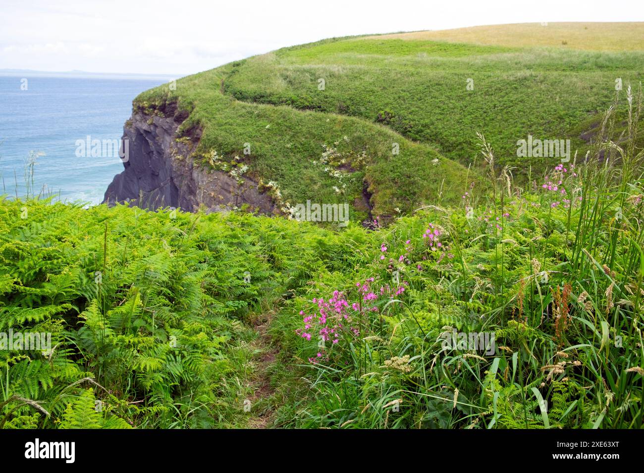 Falaises de Marloes Pembrokeshire Coast près de Musselwick Bay West Wales UK Grande-Bretagne 2024 KATHY DEWITT Banque D'Images