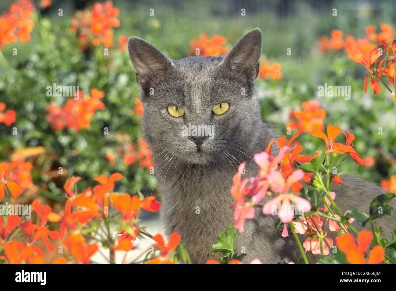 Chat domestique, race mixte. Un chat adulte bleu entre géraniums à fleurs Banque D'Images