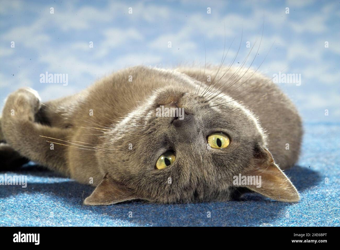 Chat domestique. Un chat bleu de race mixte couché sur le dos sur un tapis bleu Banque D'Images