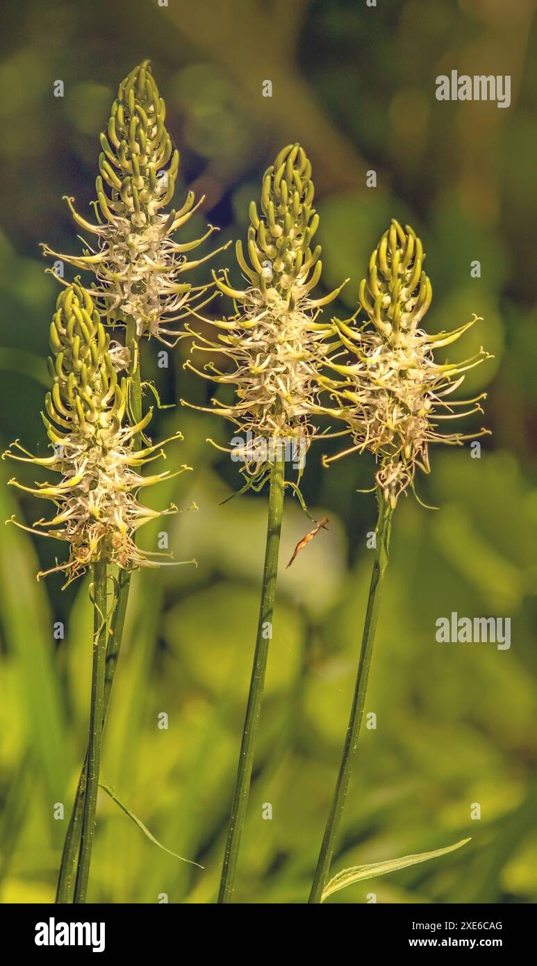 Griffe de diable épi 'Phyteuma spicatum' Banque D'Images