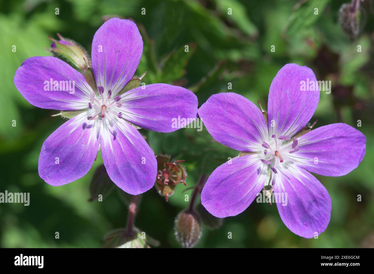 Bois Cranesbill (Geranium sylvaticum) floraison dans un pré. Tyrol, Alpes, Autriche Banque D'Images