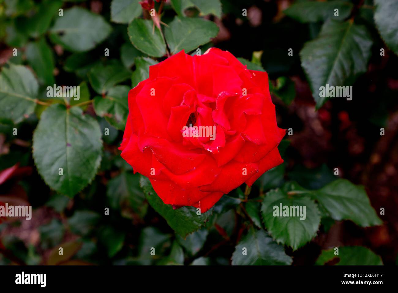 Gros plan de la fleur rouge de la rose de jardin de thé hybride à fleurs répétées rosa My valentine Banque D'Images