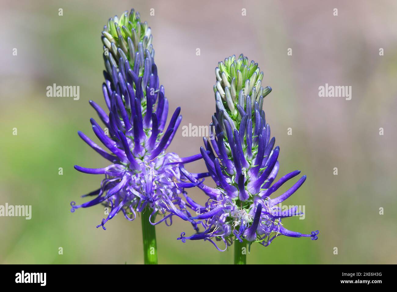Rampion à feuilles de Bétonie (Phyteuma betonicifolium), inflorescences. Tyrol, Autriche Banque D'Images