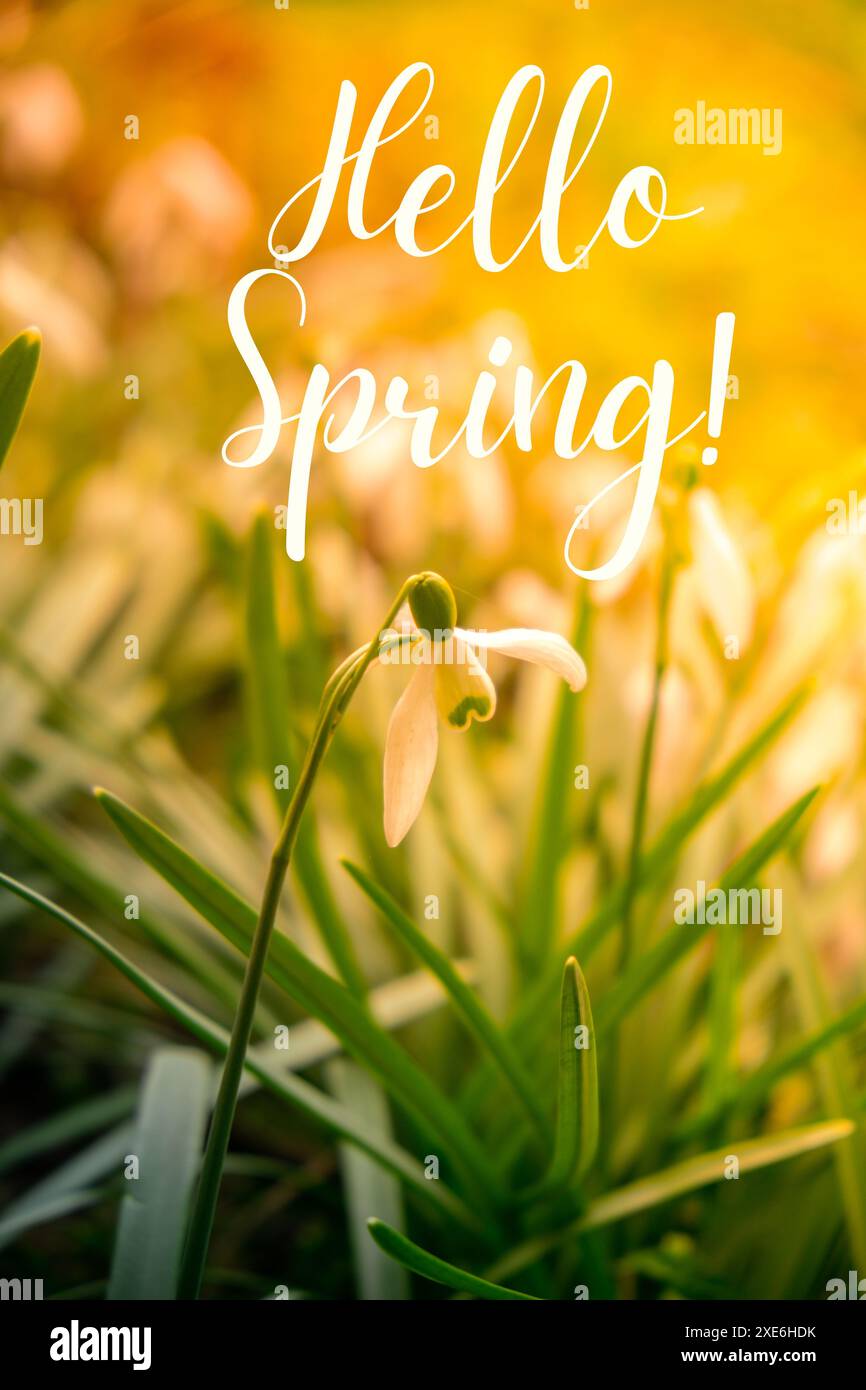 Texte de la carte de voeux HELLO SPRING lettrage avec des fleurs de goutte de neige sur le champ. Fleurs printanières précoces. Fond naturel printanier Banque D'Images