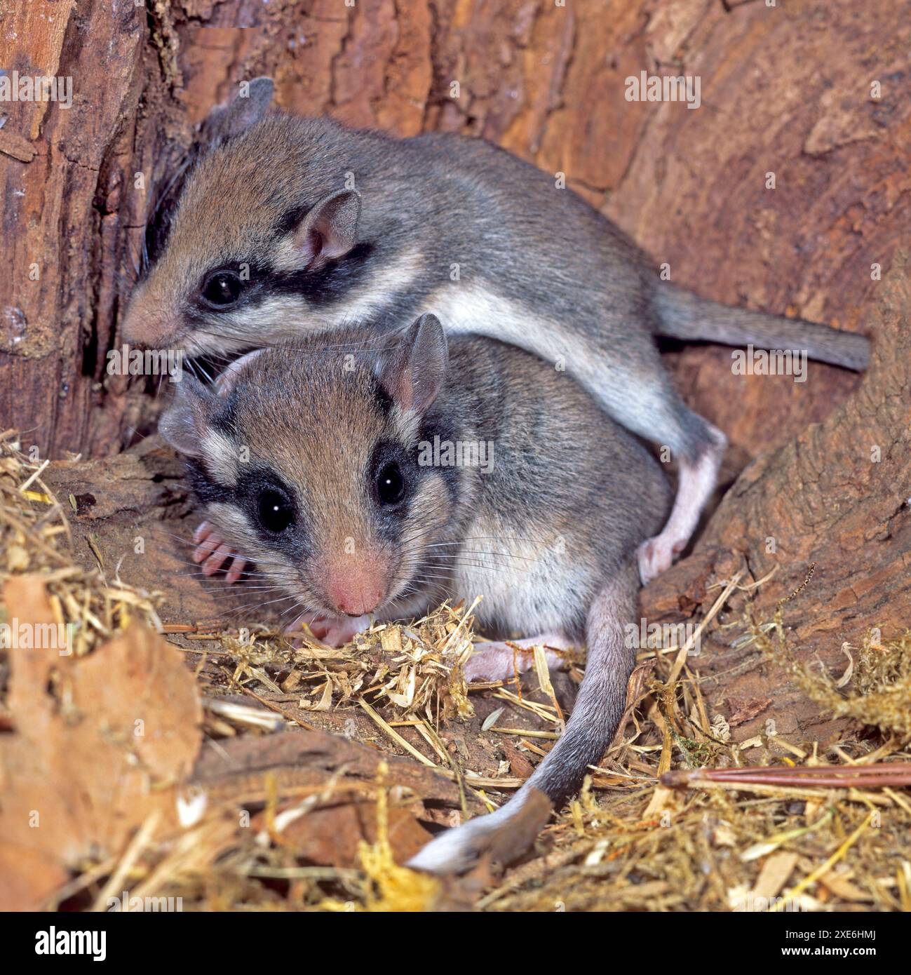 Dormouse de jardin (Eliomys quercinus). Jeunes animaux lors de leur première tentative d'escalade dans un arbre creux. Allemagne Banque D'Images