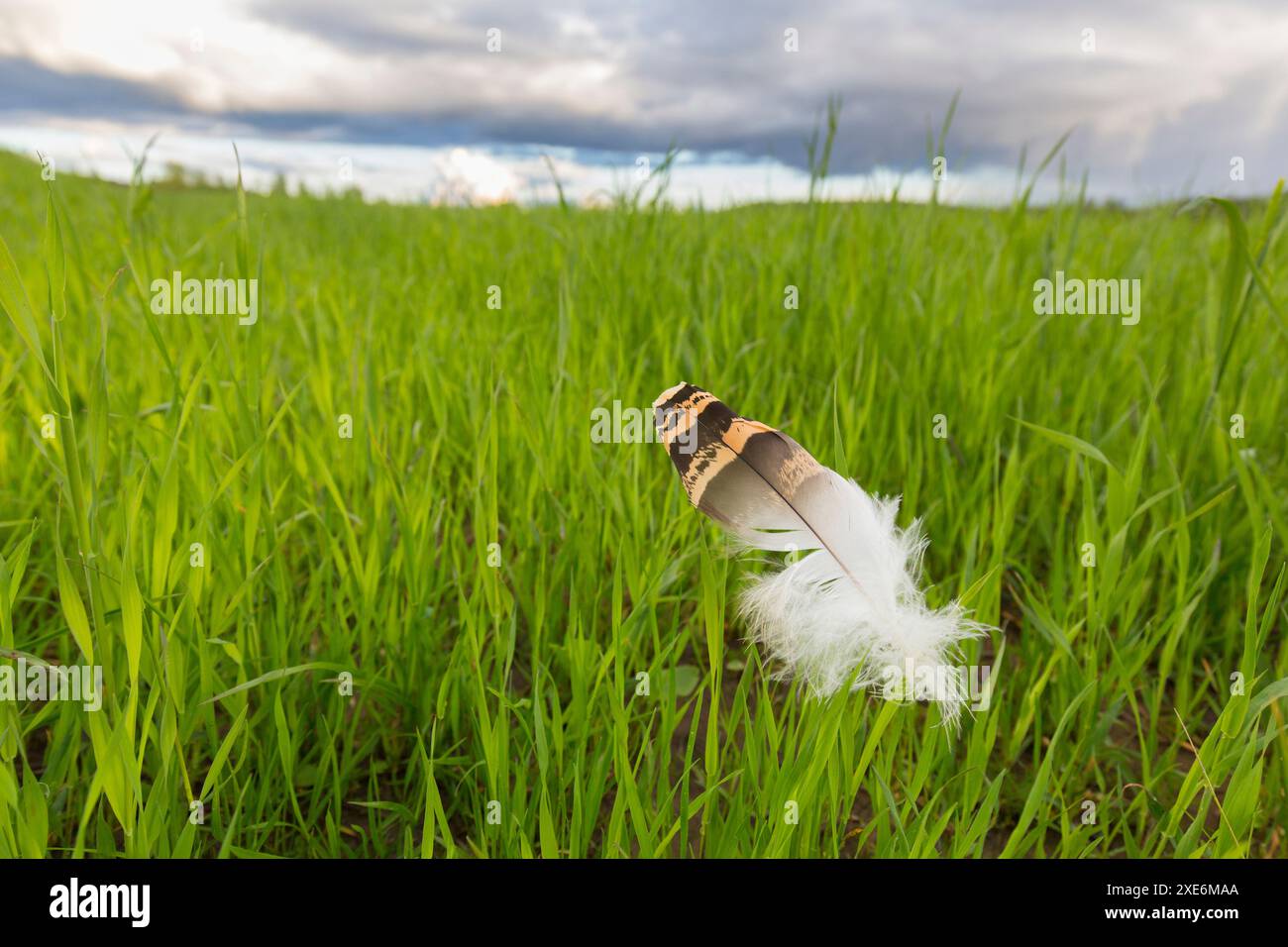 Grande outarde (Otis tarda),. Plume unique dans l'herbe. Autriche Banque D'Images