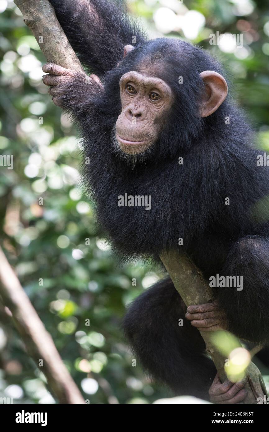 Chimpanzé (Pan troglodytes). Un enfant orphelin reposant sur une branche. Centre de secours Marienberg, Cameroun Banque D'Images