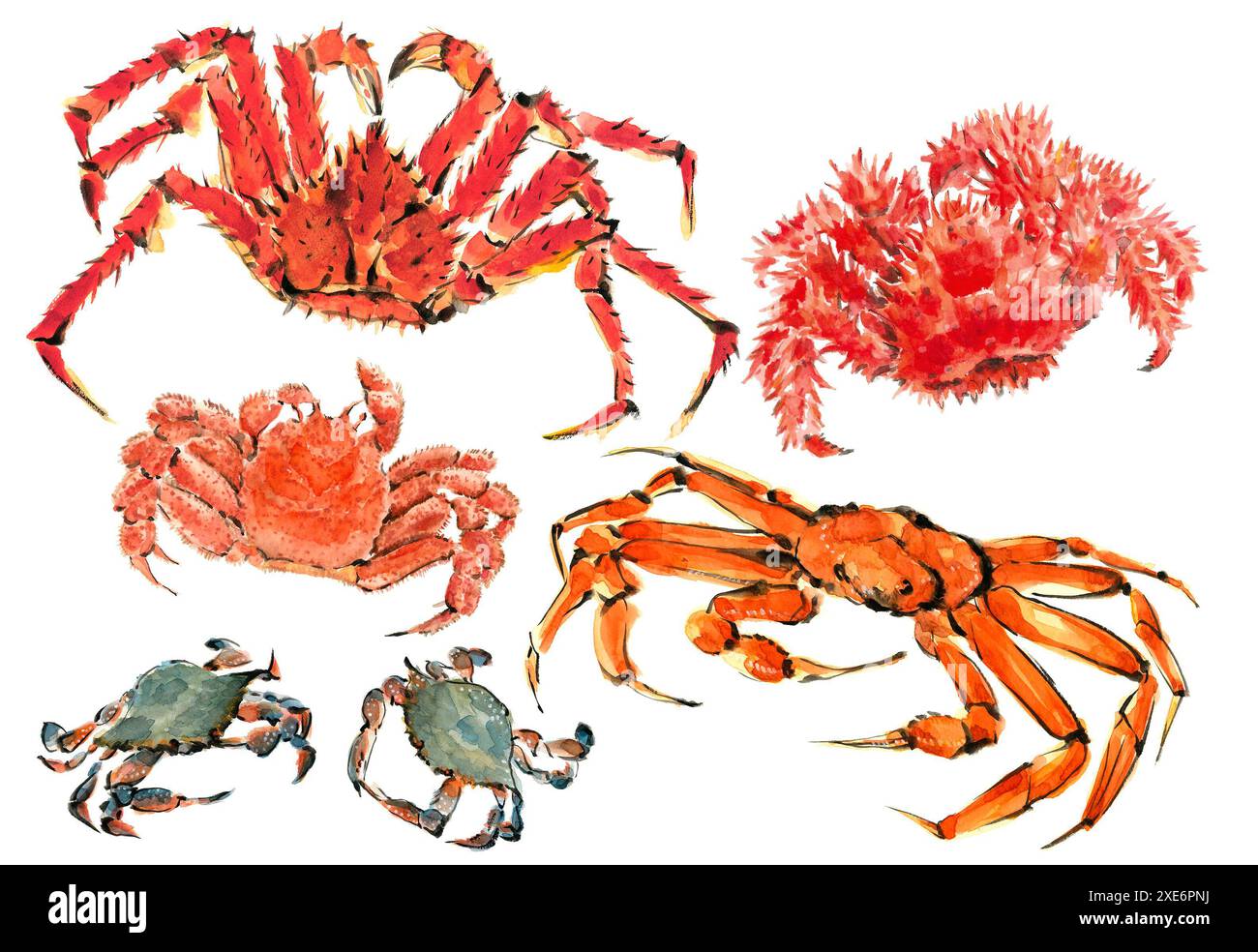 Illustration aquarelle de crabe roi, de crabe Hanasaki, de crabe des neiges, de crabe Watari et de crabe poilu. Banque D'Images