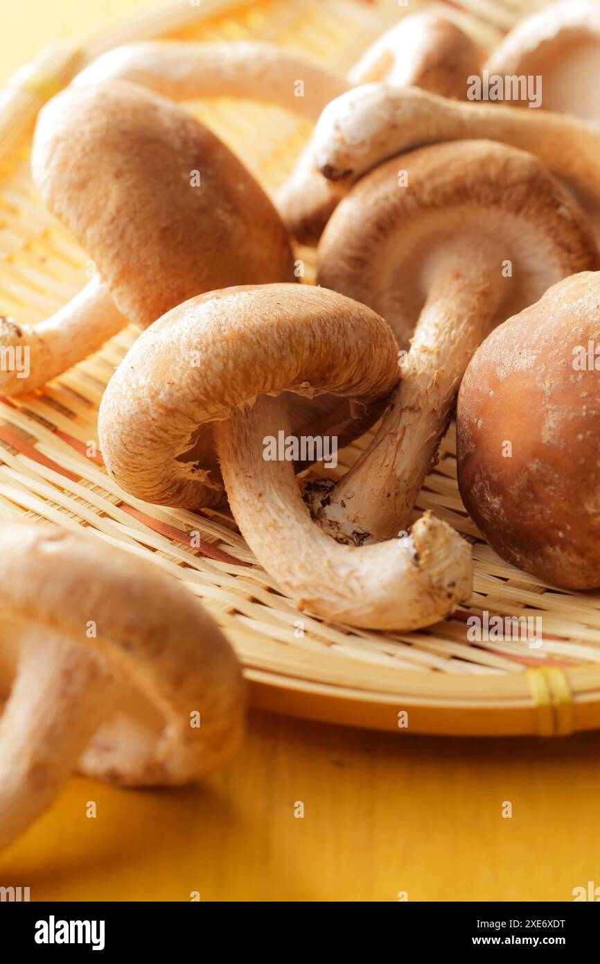 Champignons Shiitake Banque D'Images