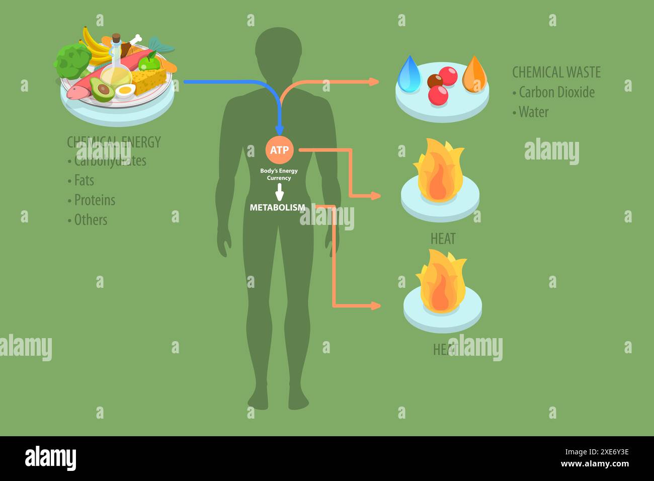 3D Isométrique plat illustration conceptuelle du rôle de l'ATP dans le métabolisme, produit chimique organique fournissant de l'énergie pour celles 3D Isometr Banque D'Images
