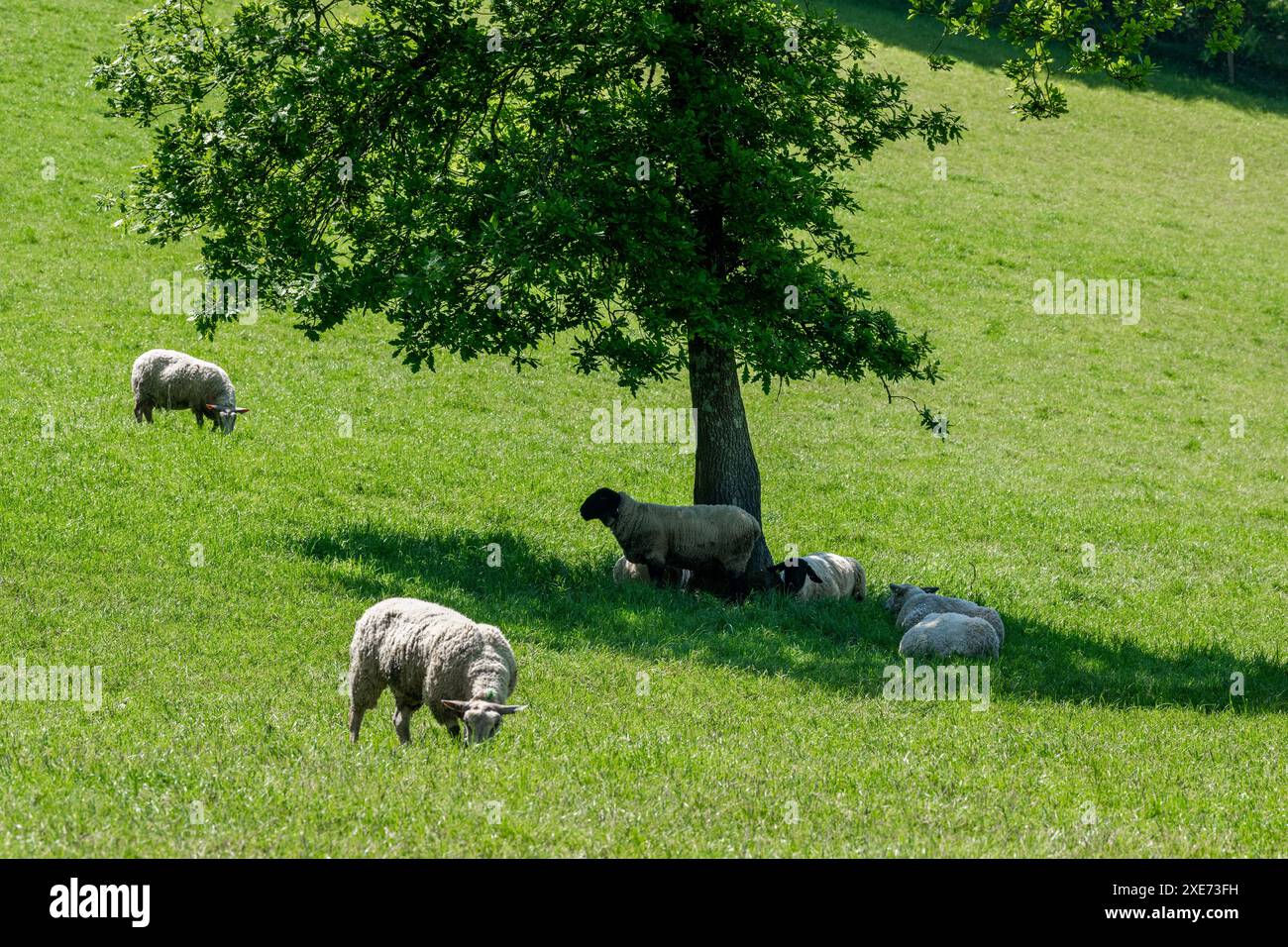 Les brebis s'abritent du soleil sous un arbre dans le Connonagh, West Cork, Irlande. Banque D'Images