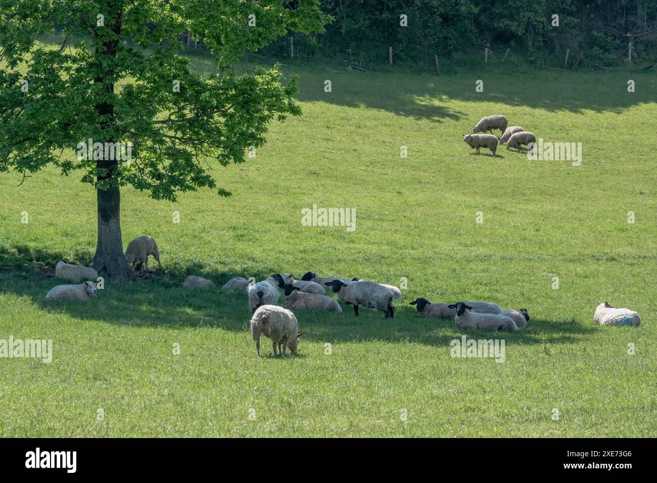 Les brebis s'abritent du soleil sous un arbre dans le Connonagh, West Cork, Irlande. Banque D'Images