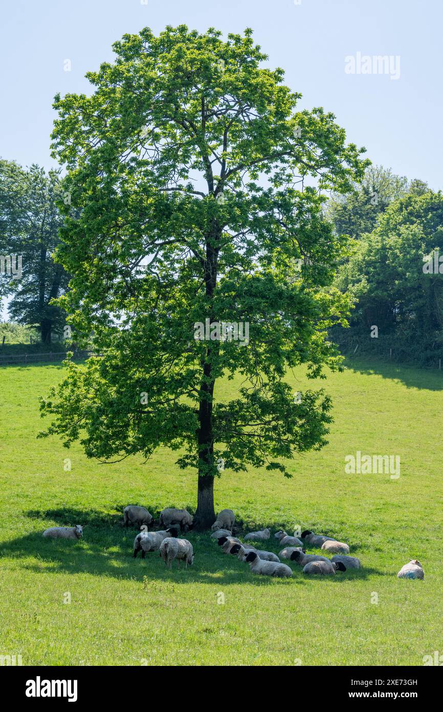 Les brebis s'abritent du soleil sous un arbre dans le Connonagh, West Cork, Irlande. Banque D'Images