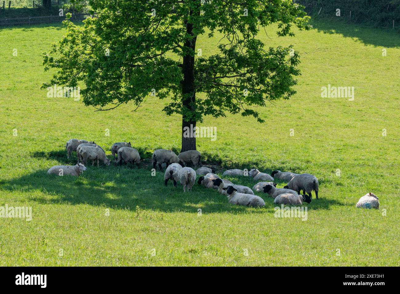 Les brebis s'abritent du soleil sous un arbre dans le Connonagh, West Cork, Irlande. Banque D'Images