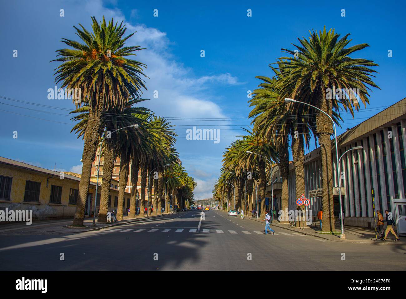 Avenue bordée de palmiers à Asmara, Erythrée, Afrique Banque D'Images