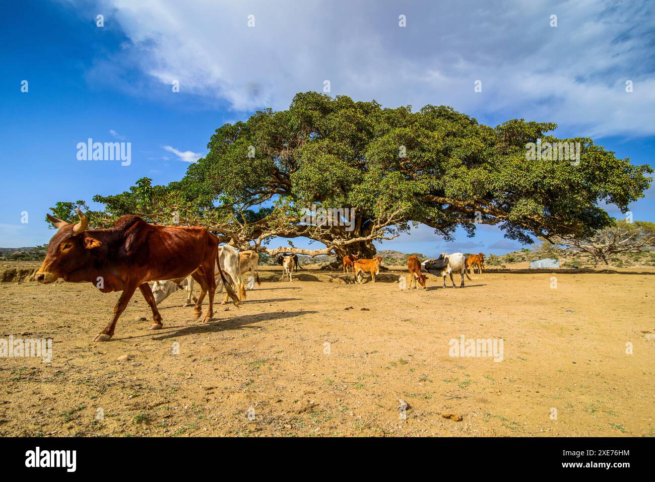 Animaux qui paissent autour de l'arbre des cinq Nakfa (arbre Sycamore géant) près de Segeneyti, Erythrée, Afrique Banque D'Images