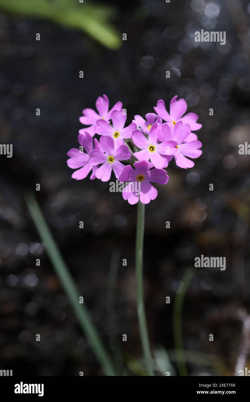 Bird's-Eye Primrose (Primula farinose) fleurs avec des gouttelettes d'eau scintillantes derrière, Widdybank Fell, réserve naturelle nationale de Moor House, Teesdale cou Banque D'Images