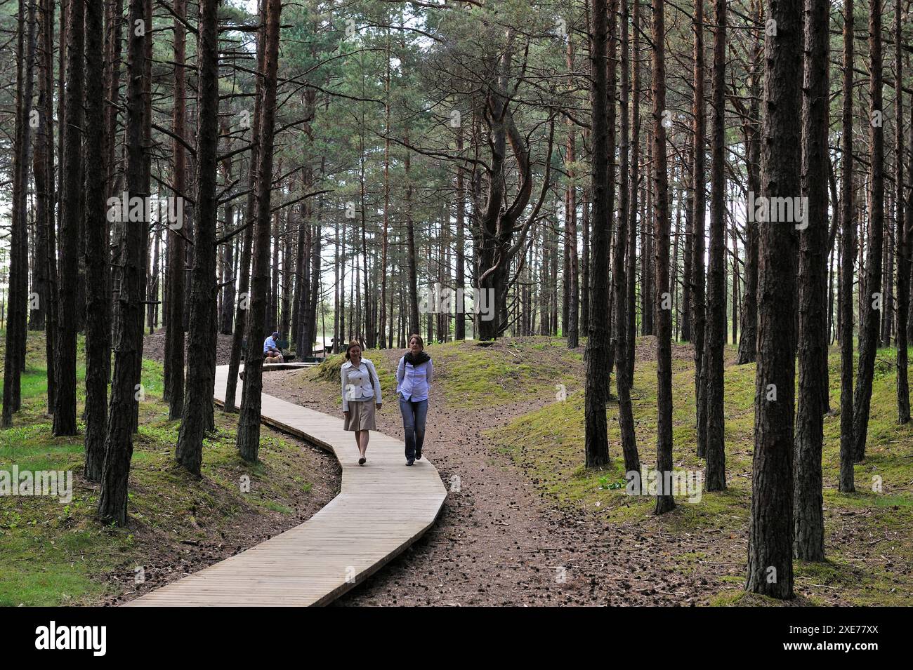 Passerelle à travers la forêt côtière de pins dans la réserve naturelle de Ragakapa, zone de Lielupe, Jurmala, Golfe de Riga, Lettonie, région Baltique, Europe Banque D'Images