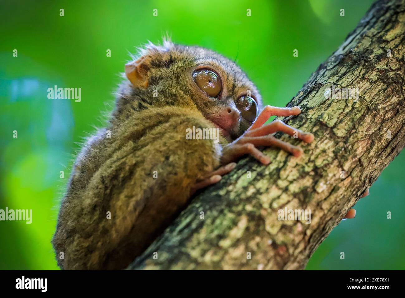 Tarsier spectral (Tarsius tarsier) L'un des plus petits primates, parc national de Tangkoko, hauts plateaux de Minahasa, Sulawesi du Nord Banque D'Images