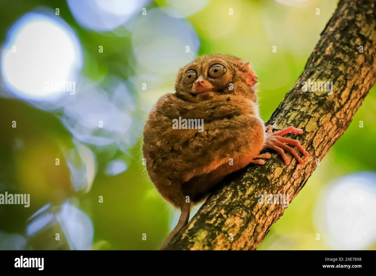 Tarsier spectral (Tarsius tarsier) L'un des plus petits primates, parc national de Tangkoko, hauts plateaux de Minahasa, Sulawesi du Nord Banque D'Images