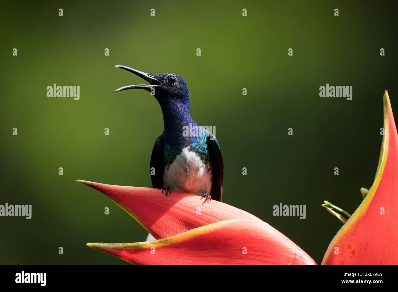Colibri Jacobin mâle à col blanc, forêt pluviale des basses terres, Sarapiqui, Costa Rica, Amérique centrale Banque D'Images