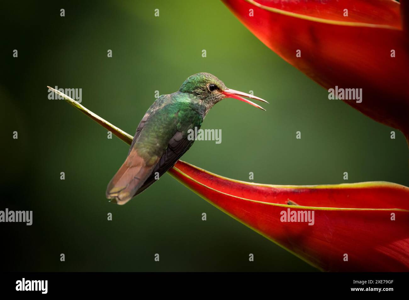 Colibri à queue rousse, forêt pluviale des basses terres, Sarapiqui, Costa Rica, Amérique centrale Banque D'Images