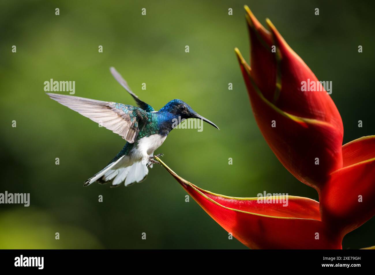 Colibri Jacobin mâle à col blanc, forêt pluviale des basses terres, Sarapiqui, Costa Rica, Amérique centrale Banque D'Images