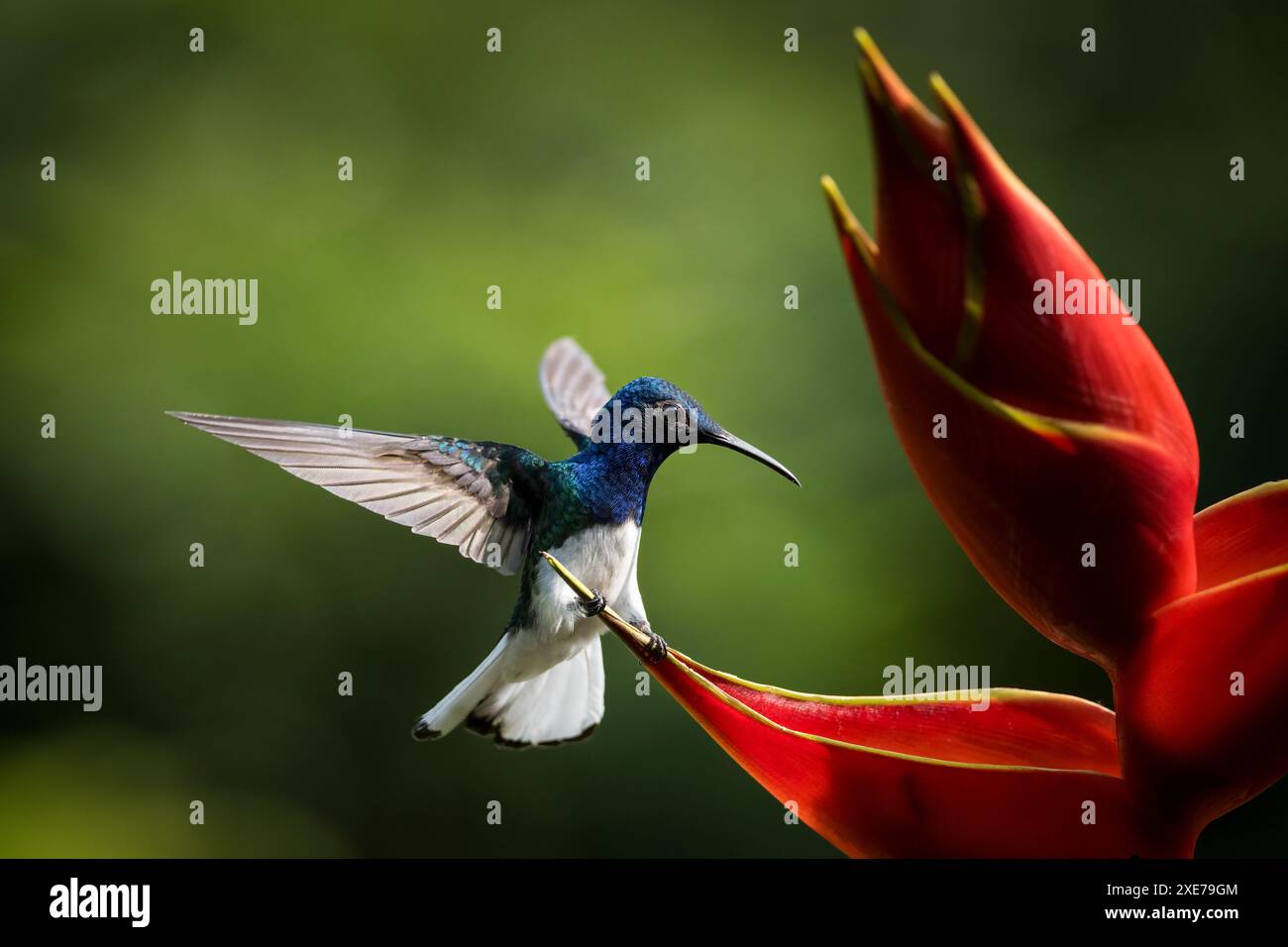 Colibri Jacobin mâle à col blanc, forêt pluviale des basses terres, Sarapiqui, Costa Rica, Amérique centrale Banque D'Images