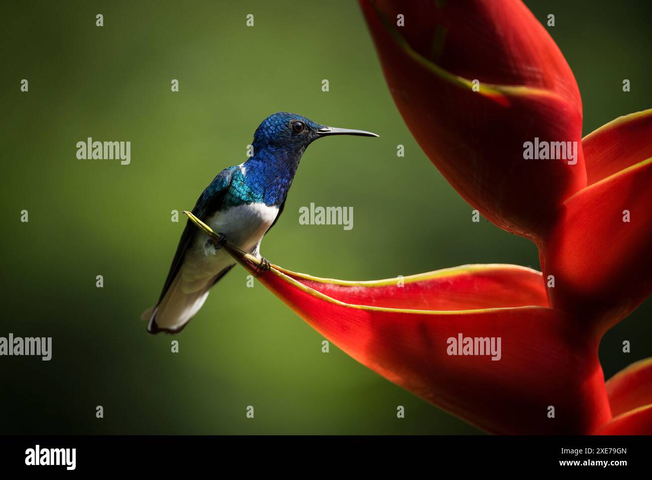 Colibri Jacobin mâle à col blanc, forêt pluviale des basses terres, Sarapiqui, Costa Rica, Amérique centrale Banque D'Images