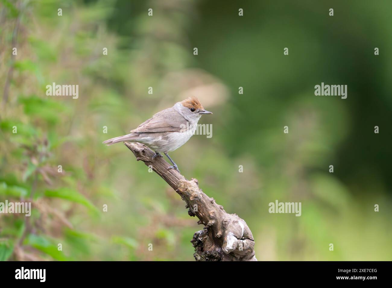 Femelle eurasienne Blackcap Sylvia atricapilla Banque D'Images