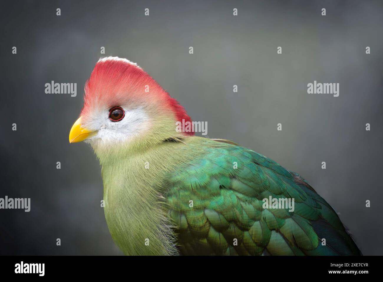Turaco Tauraco erythrolophus à crête rouge Banque D'Images