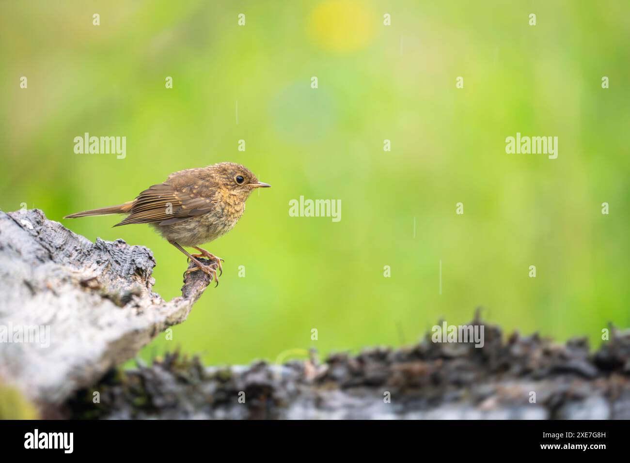 robin européen juvénile, Erithacus rubecula Banque D'Images